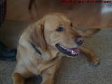 Reggie Relaxing as a Guest, Groveland, New York