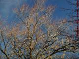 Intense Colors in Cold Autmn Light, Brookings Street
