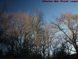 Winter Trees Catching the Last Sun, Cape Elizabeth, Maine