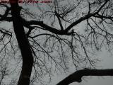 Tree Study Against Snow Filled Skies, Brookings Street