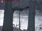 Forgotten Swing, Bellevue Pond, Medford, Massachusetts