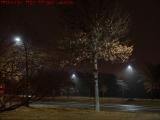 January Trees With Winter Fog in Available Light, Medford