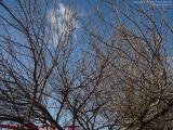 January Sun on Winter Trees, Barry Playground, Medford