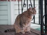 Penny Pondering Her Province, Brookings Street, Medford