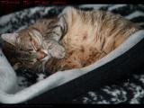 Penny Nestled Into a Favorite Blanket, Brookings Street
