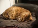 The Tiger Sleeps Tonight, Penny Resting in Wellsville, NY