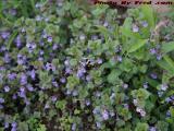 Pollinating Bee Feeding on Backyard Nectar, Medford