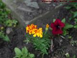 Brightly Colored Blooms at the Doorstep, Wellsville, NY