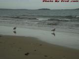 I Dare You to Splash Me! Gulls Enjoying a Cloudy Beach Day