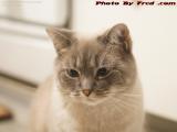 A Cat Named Silly, Dell Court, Lynn, Massachusetts
