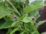 Burdock Blooms, Brookings Street, Medford, Massachusetts