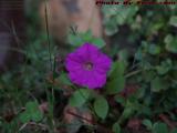 A Purple Volunteer Hanging On Through September