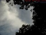 Cloud Study With Silhouetted Leaves, Brookings Street