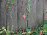Leaves of Contrasting Colors, Brookings Street, Medford