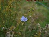 A Summer Flower, Still Hanging On, Wellsville, New York