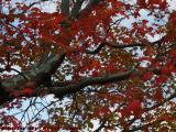 Lichen and Fall Foliage, Peabody, Massachusetts