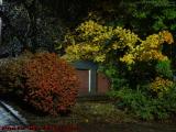 Fall Foliage in Available Light, Wellsville, New York