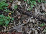 Small Fall Frog - or Is It a Toad? Groveland, New York