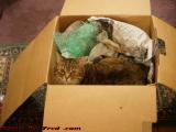 Penny, Packaged For Delivery, Brookings Street, Medford