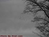 Winter Birds Lost On Overcast Skies, Wellsville, New York