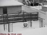 Backyard Winterscape, Brookings Street, Medford, Mass.