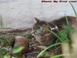 Penny Caught a Coconut, Plantation, Florida