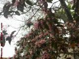 Tropical Flowers Laden With Rain Drops, Plantation, FL