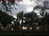 Colors Draining From Sunset, Plantation, Florida