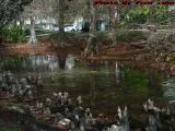 Backwater With Reflections, St. Tropez Apartment Complex