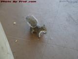 Squirrel Guarding French Fry Scraps, Plantation, Florida