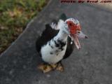 What Have You Got For Me Today? Sawgrass Mills Duck