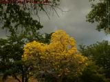Bright Blooms on a Cloudy Day, Welcome to Spring!