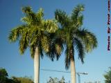 Constructing Palms, Juxtaposition Perspective, Plantation