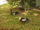 Nerd Ducks, Hanging Out at the Library, Plantation