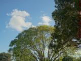 A Rich Range of Greens on Blue, Sunrise, Florida