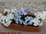 Flower Boat, Brookings Street, Medford, Massachusetts