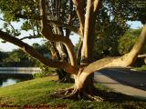 Do Ducks Really Belong in Trees? Plantation, Florida