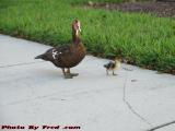 Mama Duck Watching Over Her Duckling, Plantation, Florida