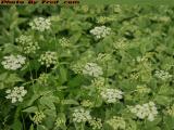 An Array of Queen Anne's Lace, Wellsville, New York
