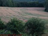 Deer in the Wheat Field, Outside Wellsville, New York