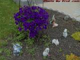 Fairy Garden, Medford, Massachusetts