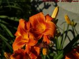 Day Lilies in Afternoon Sun, Wellsville, New York