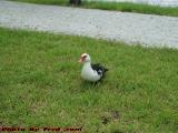 Denizen of the Lake Posing for a Portrait, Plantation