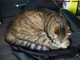 A Picture of Contentment, Penny Sleeping on a Backpack