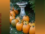 Bird Feeder and Pumpkins, Chris's Farm Stand, Peabody