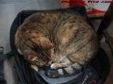 Penny's New Bed - A Recently Retired Backpack, Plantation