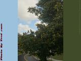 Changing Leaves Under Changeable Sky, Plantation Balcony