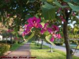 November Blooms, Plantation, Florida