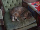 Penny Taking a Morning Nap On Her Throne, Plantation
