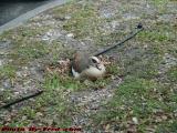 Sitting Duck, Plantation Pointe, Plantation, Florida
